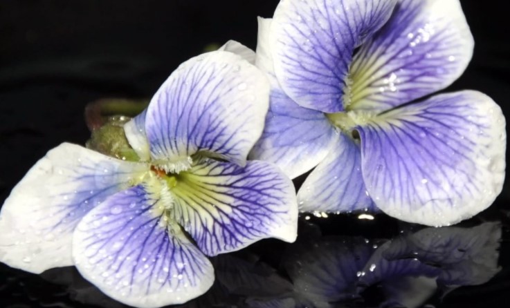 Flores violetas para meditar con velas